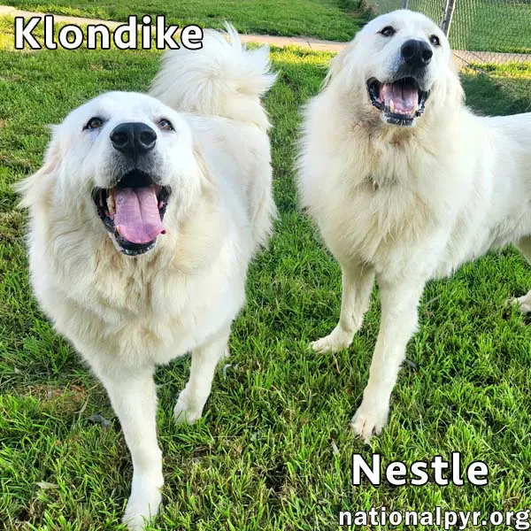 Nestle  Klondike In Ky - Playful  Friendly Pair - Great Pyrenees