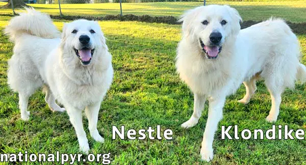 Nestle  Klondike In Ky - Playful  Friendly Pair image 2