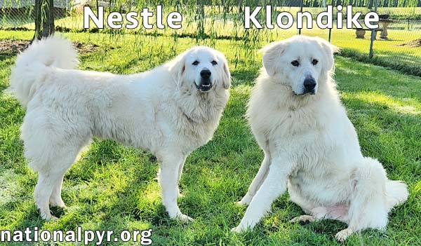 Nestle & Klondike in KY - Playful & Friendly Pair!, photo 3
