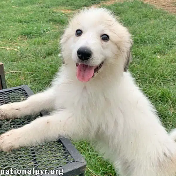 Rosie In Ky - Playful  Social image 1