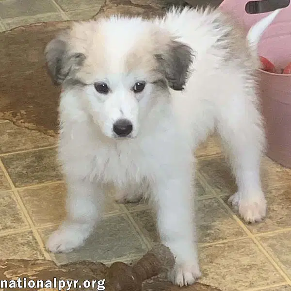 Rosie In Ky - Playful  Social image 2