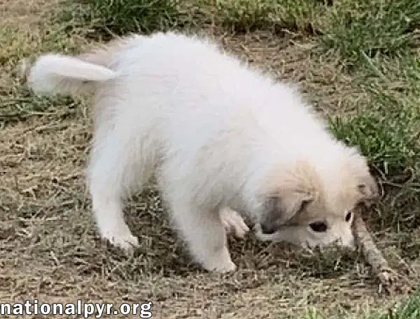 Rosie In Ky - Playful  Social image 3