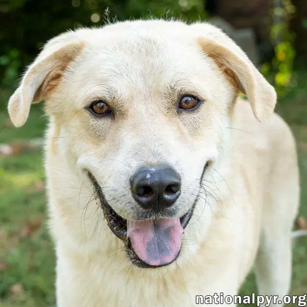 Hobbes In Ct - Sweet  Affectionate - Great Pyrenees