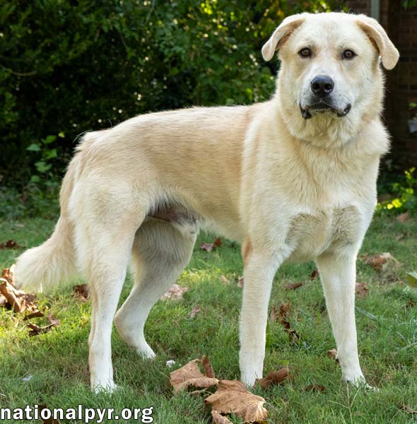 Hobbes in CT - Sweet & Affectionate!, photo 3