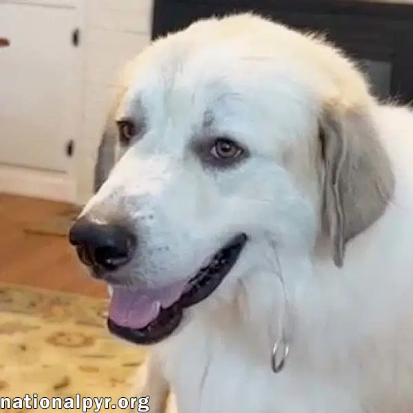 Bear In Sc - A Jolly Goofy Boy - Great Pyrenees