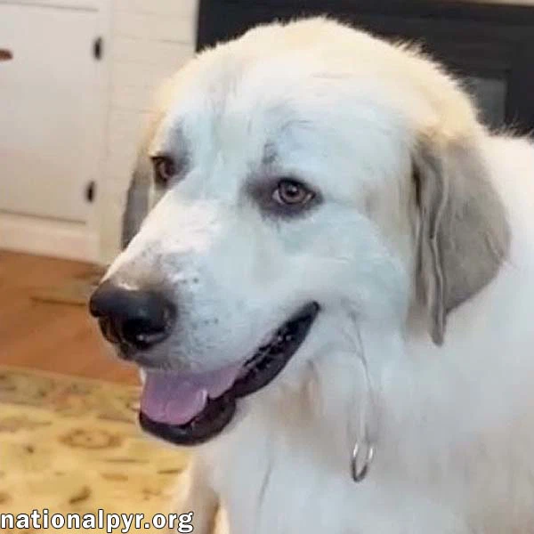 Bear In Sc - A Jolly Goofy Boy