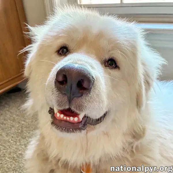 Lazboy In Ga - Goofy  Lovable - Great Pyrenees