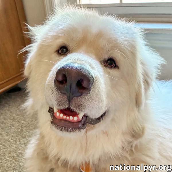 Lazboy In Ga - Goofy  Lovable