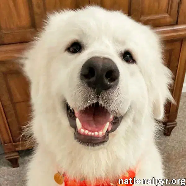 Lazboy In Ga - Goofy  Lovable - Great Pyrenees