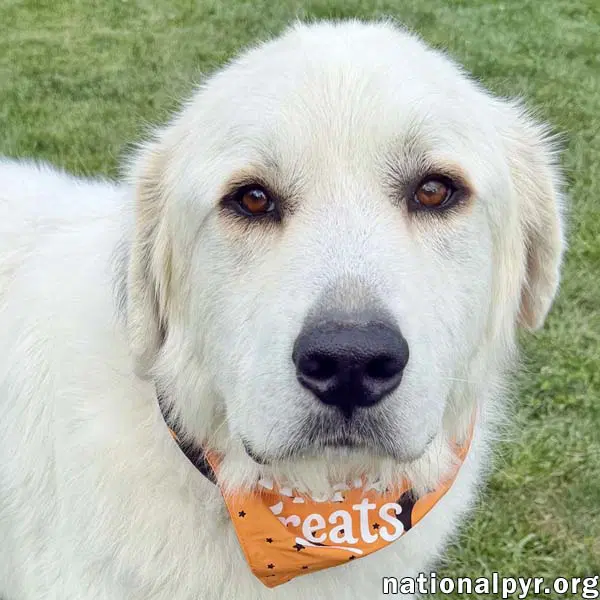Tommy Boy In Oh - Gentle Calm  Quiet - Great Pyrenees