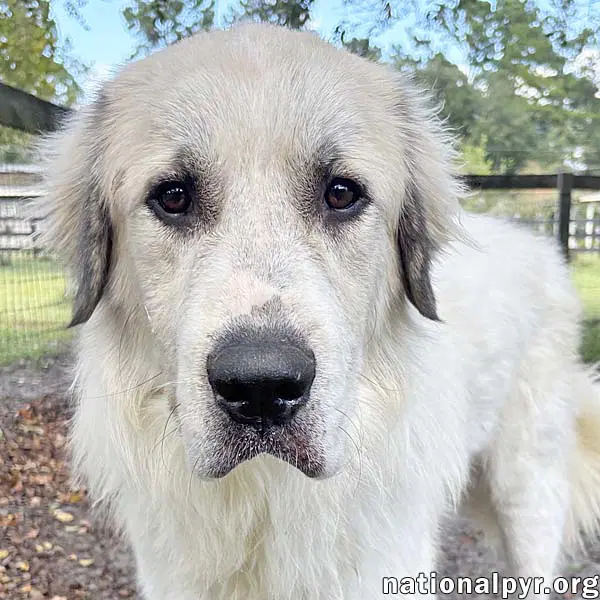 Buddy In Ga - Super Sweet  Gentle - Great Pyrenees