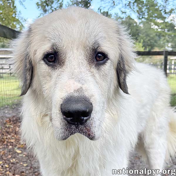 Buddy In Ga - Super Sweet  Gentle