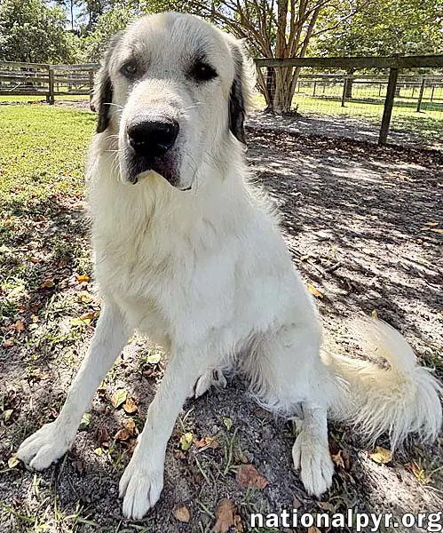 Buddy In Ga - Super Sweet  Gentle image 2