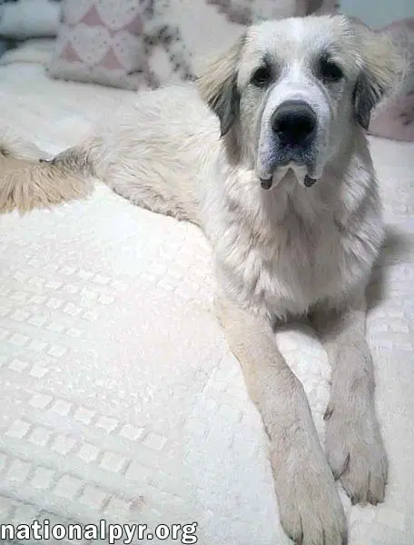 Buddy In Ga - Super Sweet  Gentle image 3