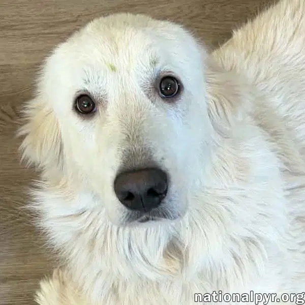 Fluffy In Nc - Has The Sweetest Puppy-Dog Eyes - Great Pyrenees