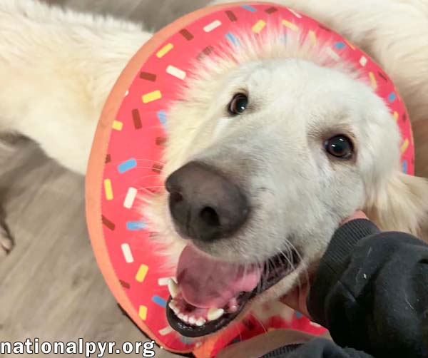 Fluffy in NC - Has The Sweetest Puppy-Dog Eyes!, photo 3
