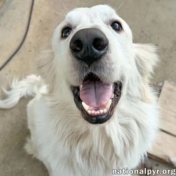 Fluffy In Nc - Has The Sweetest Puppy-Dog Eyes - Great Pyrenees