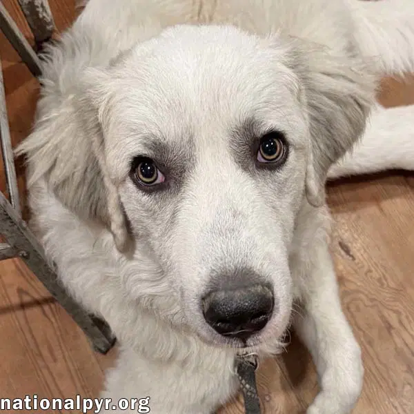 Hayden In Ga - Affectionate  Eager To Learn - Great Pyrenees