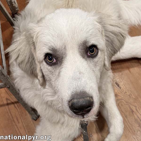 Hayden In Ga - Affectionate  Eager To Learn