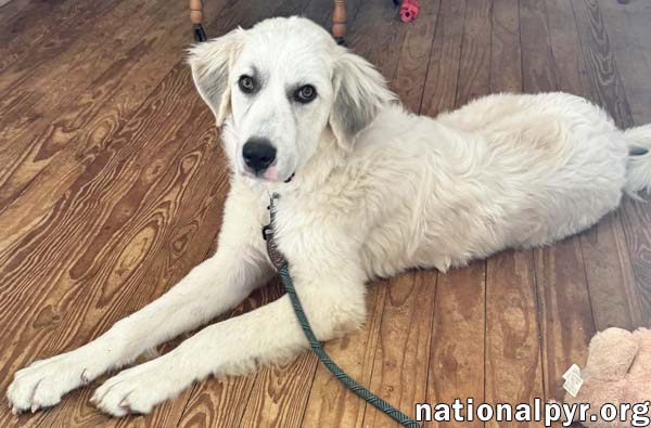 Hayden in GA - Affectionate & Eager To Learn!, photo 2