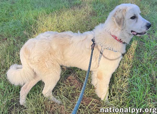 Hayden in GA - Affectionate & Eager To Learn!, photo 3