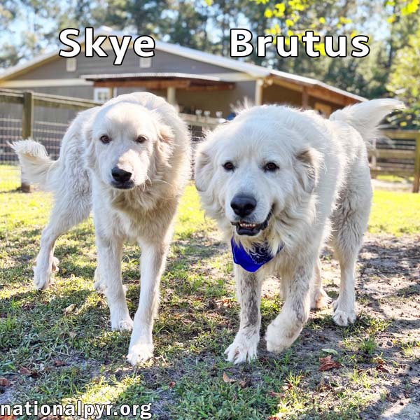 Brutus  Skye In Ga - Gentle  Sweet Couple