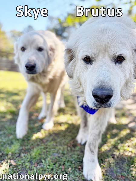 Brutus & Skye in GA - Gentle & Sweet Couple!, photo 2
