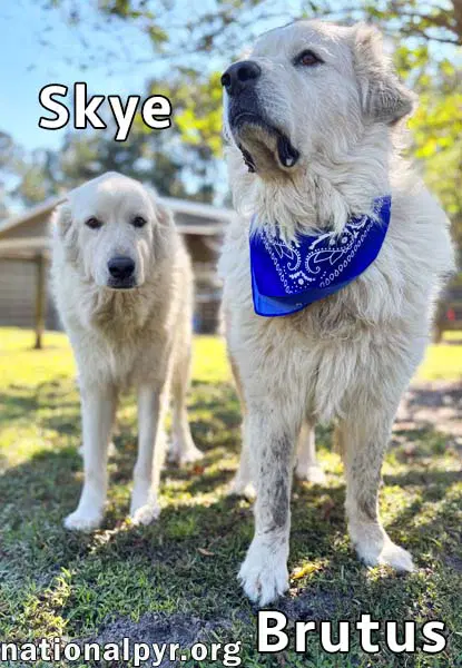 Brutus  Skye In Ga - Gentle  Sweet Couple image 3