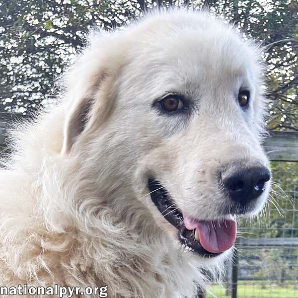 Ghost in GA - Sweet, Loving & Gentle!, Great Pyrenees