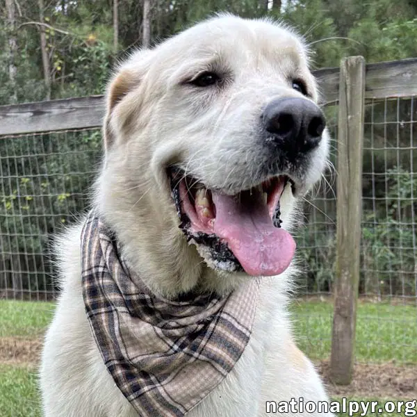 Bear In Ga - Snuggly  Easygoing image 1