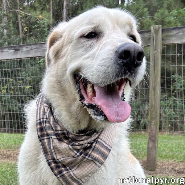 Bear In Ga - Snuggly  Easygoing
