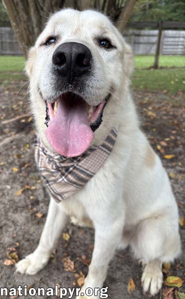 Bear in GA - Snuggly & Easygoing!, photo 2