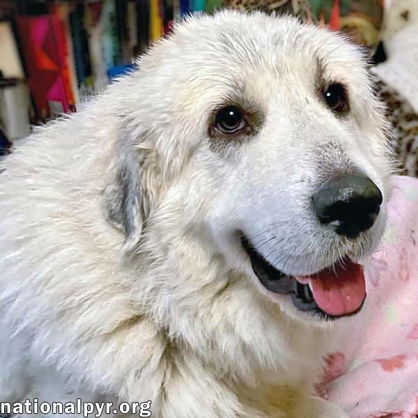 Opal In Nc - Loves Snuggles On The Sofa