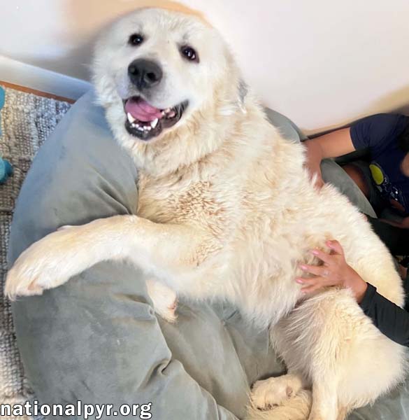 Opal in NC - Loves Snuggles On The Sofa!, photo 3