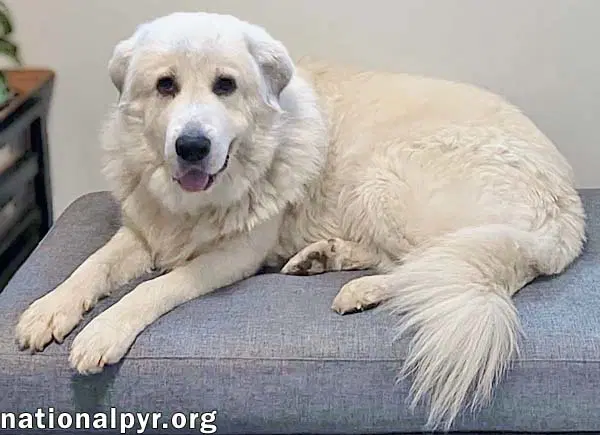Opal In Nc - Loves Snuggles On The Sofa image 3