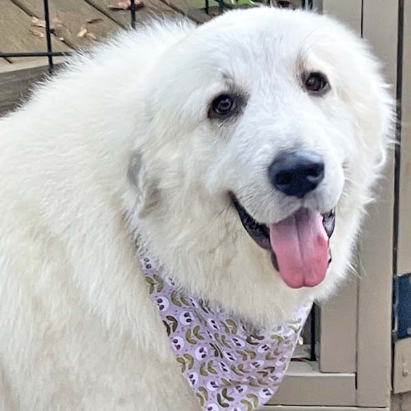 Opal in NC - Loves Snuggles On The Sofa!