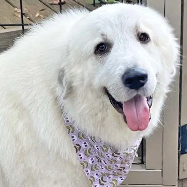 Opal In Nc - Loves Snuggles On The Sofa - Great Pyrenees