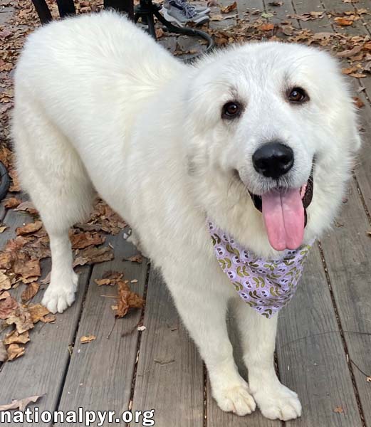 Opal in NC - Loves Snuggles On The Sofa!, photo 2