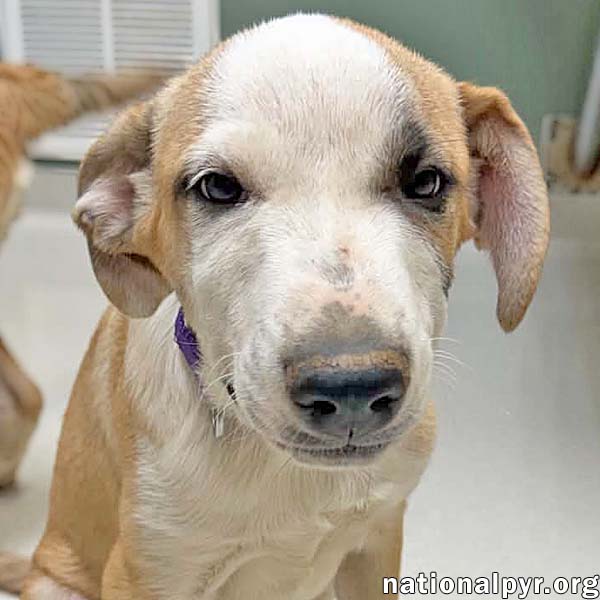 Pleekly In Tn - Gives Sweet Kisses