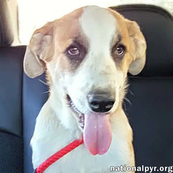 Jumba In Tn - Loves Chicken Nuggets - Great Pyrenees