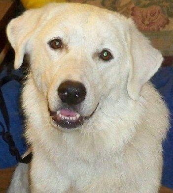 adoptable Dog in Yukon, OK named OK Fosters Needed