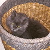 Willow