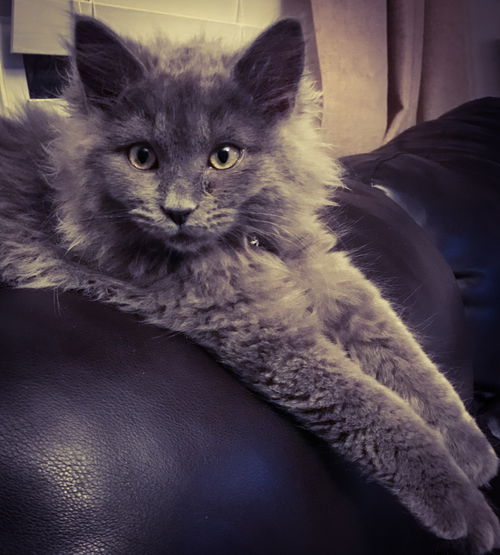 Willow