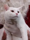 Whitey
