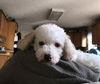 Eli
