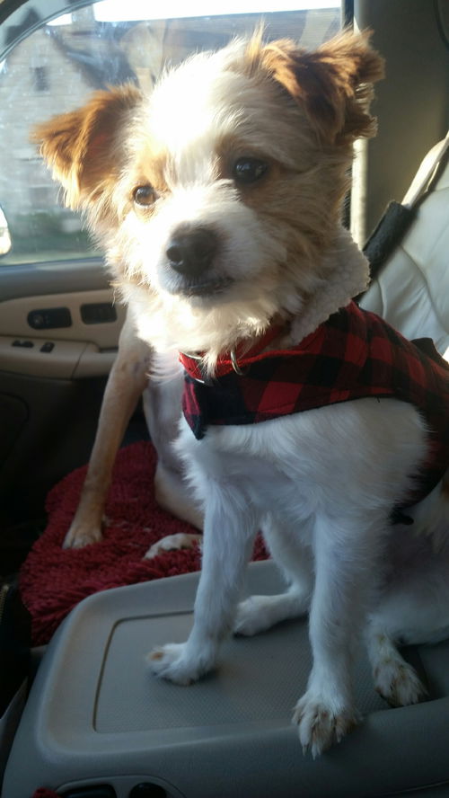 Baxter