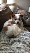 Baxter