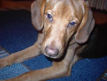 Elroy