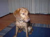Elroy