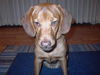 Elroy